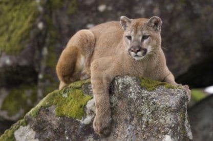 Branson's Wild World -7